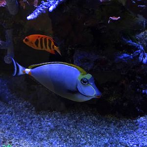 Flame angel (Centropyge loricula) & Elegant unicornfish (Naso elegans)