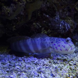 Pink-spotted watchman goby (Cryptocentrus leptocephalus)
