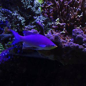 Purple queen anthias (Mirolabrichthys tuka )