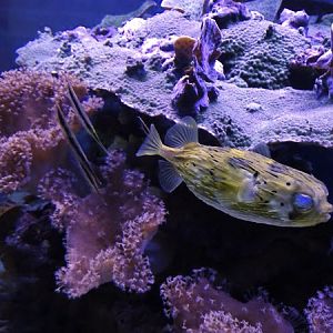 Long-spine porcupinefish (Diodon holocanthus) & Razorfish (Aeoliscus strigatus