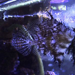 Prickly leatherjacket (Chaetodermis penicilligerus)