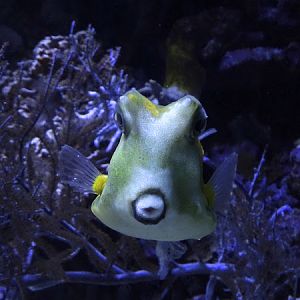 Longhorn boxfish (Lactoria cornuta)