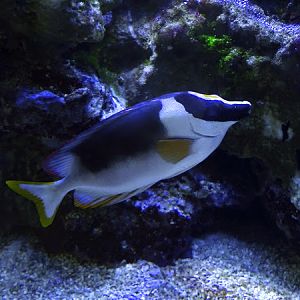 Magnificent rabbitfish (Siganus magnificus)