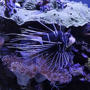 Radial firefish (Pterois radiata)