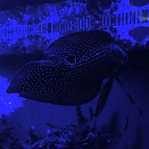 Comet (Calloplesiops altivelis)