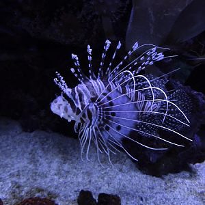 Broadbarred firefish (Pterois antennata)