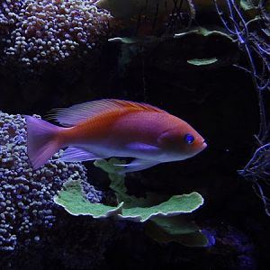 Stocky anthias (Pseudanthias hypselosoma)