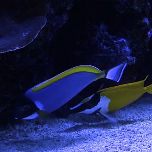Powderblue surgeonfish (Acanthurus leucosternon) & Foxface (Siganus vulpinus)