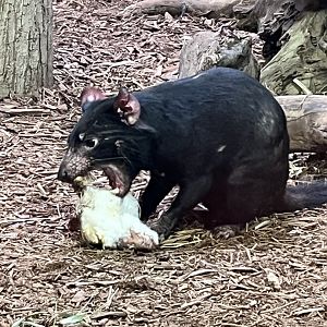 Tasmanian Devil Feeding