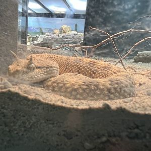 Desert Horned Viper