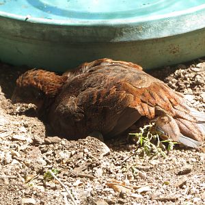 Unknown Galliform (Part II)