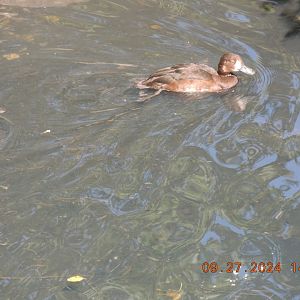 seen iin omaha zoo aviary