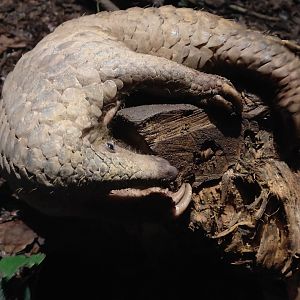 Sunda Pangolin (Manis Javanica)