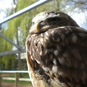 Burrowing Owl 070422