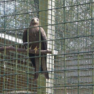 Yellow-Billed Kite 070422