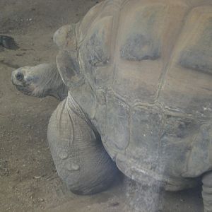 Galapagos Giant Tortoise 110423