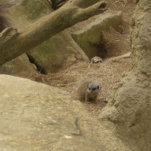 Meerkat Youngster 110423