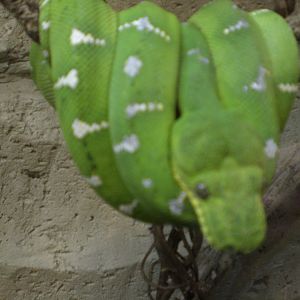 Emerald Tree Boa 110423