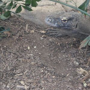 Batu the Komodo Dragon 110423