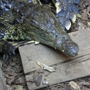 Nile Crocodile 110423