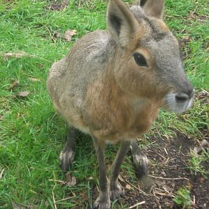 Jungle Kingdom- Patagonian Mara