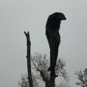 Jungle Kingdom- Binturong
