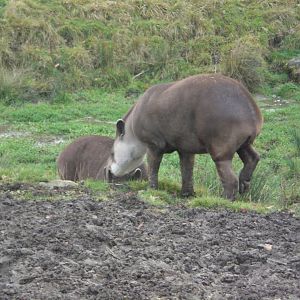 South American Tapirs taking a dip