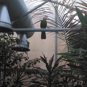 Red Crested Touraco, Ronnie