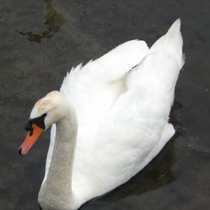 Mute Swan, Shearwater 070220