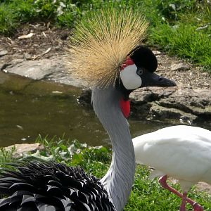 Out of Africa- Crowned Crane
