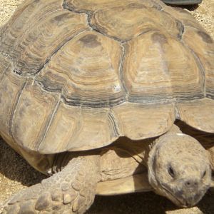 Sulcata tortoise