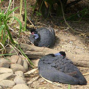 Crested guineafowl
