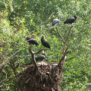 Northern Bald Ibises