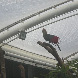 Tropical house-  Fischer's Turaco
