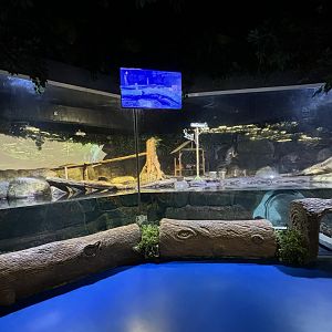 Small-clawed Otter Exhibit
