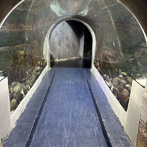 Small-clawed Otter Exhibit