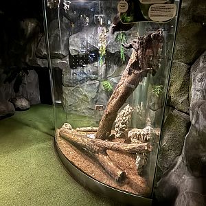 Prevost’s Squirrel Exhibit