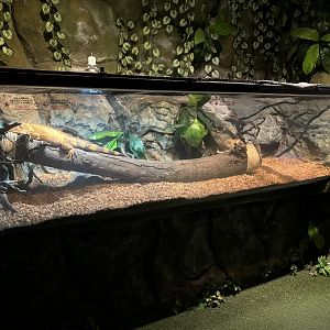Green Iguana Exhibit