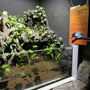Northern Snake-necked Turtle Exhibit