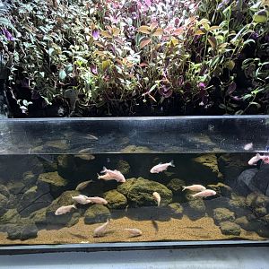 Mexican Blind Cave Tetra Exhibit