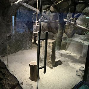 Black-and-white Ruffed Lemur Exhibit