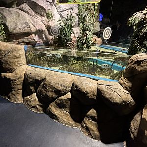 Banded Archerfish Open-topped Exhibit