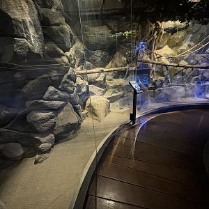 Tufted Capuchin/Binturong Exhibit