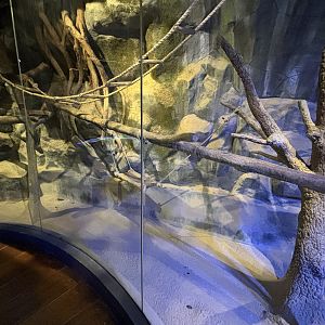 Tufted Capuchin/Binturong Exhibit