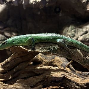 Emerald Tree Skink