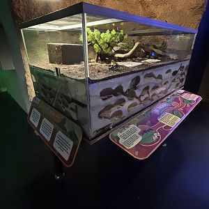 Ant Exhibit - Camponotus singularis