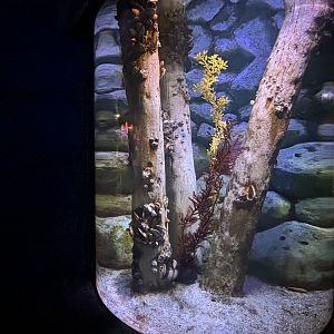 Weedy Sea Dragon Exhibit
