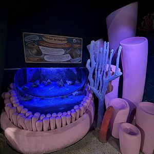 Flying Gurnard + Flat Fish Exhibit