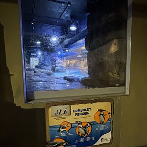 Humboldt Penguin Exhibit