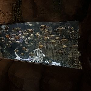Piranha Cave Exhibit